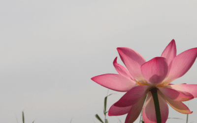 The Title of Survivor isn’t for me anymore